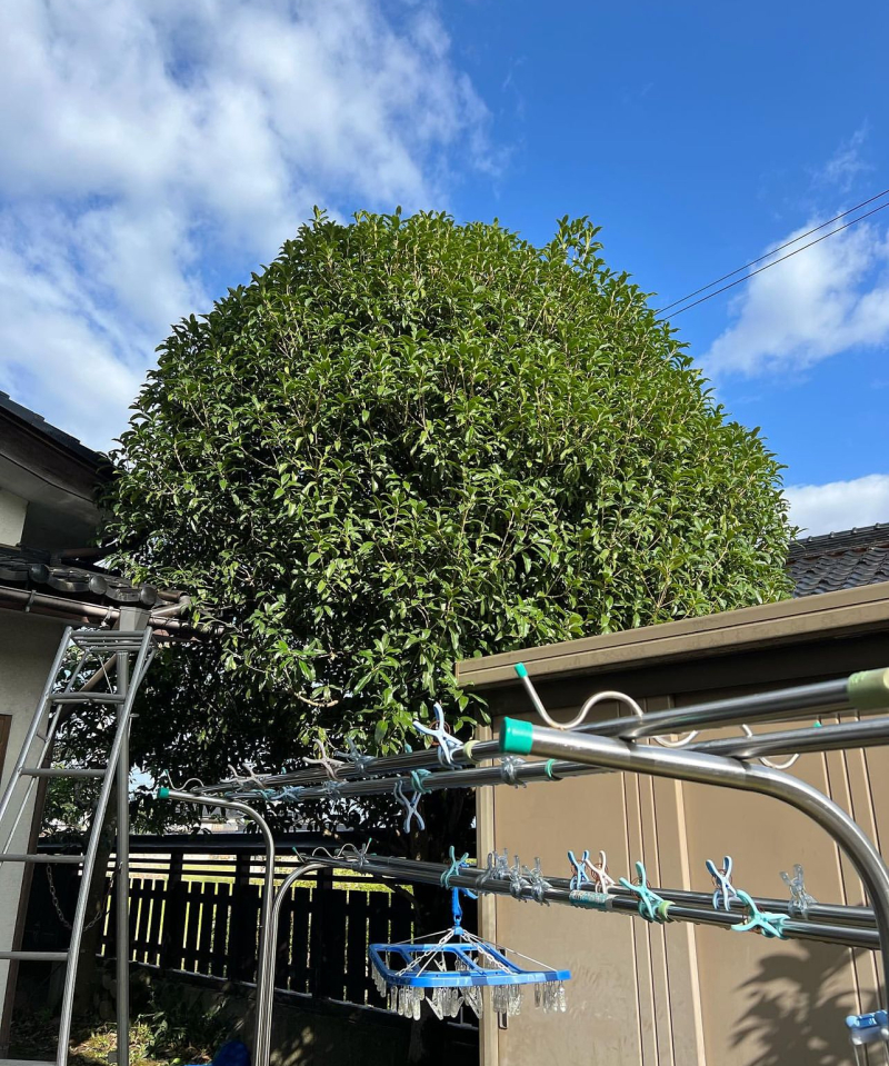 キンモクセイ剪定
